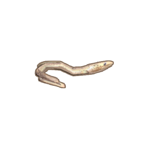 ディンカム_オーストラリアウナギ_アイコン