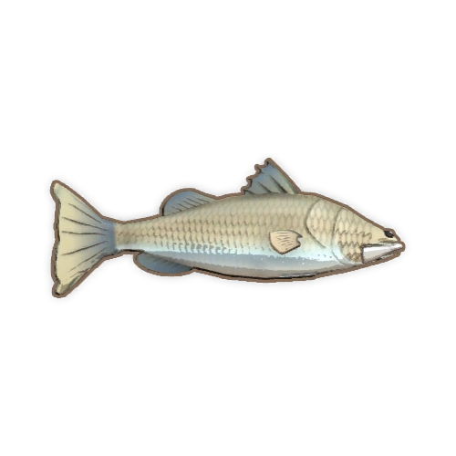 ディンカム_バラマンディ_アイコン