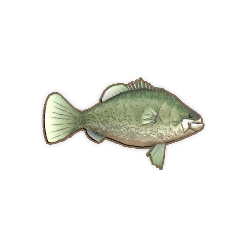 ディンカム_マーレーコッド_アイコン