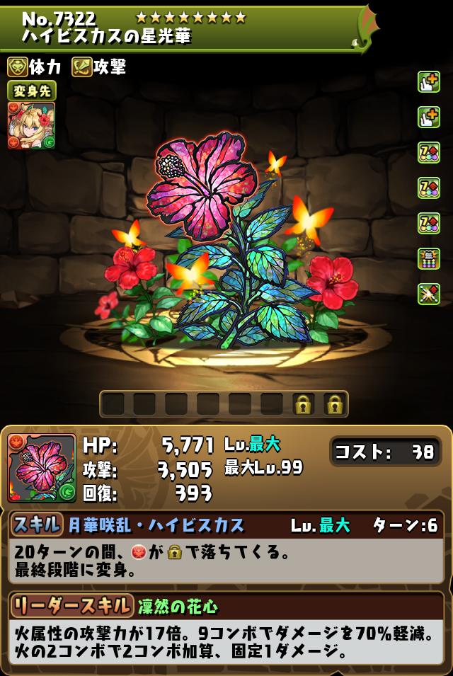 ハイビスカスの星光華_画像