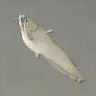 ほの暮しの庭_白いナマズ