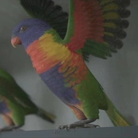 デスストランディング2_レインボーロリキート_アイコン