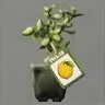 ほの暮しの庭_レモンの苗木