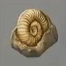 ほの暮しの庭_貝の化石