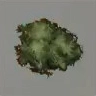 ほの暮しの庭_苔