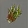 ほの暮しの庭_タラの芽