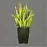 ほの暮しの庭_牧草の親株