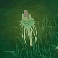 メイドインアビス_菱トゲ草_オブジェクト