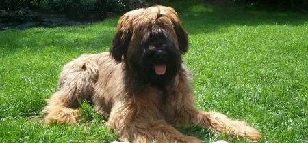 ポケモンSV_ボチ_モチーフ