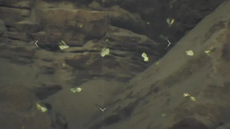 モンハンワイルズ_ヨツバカゲロウ