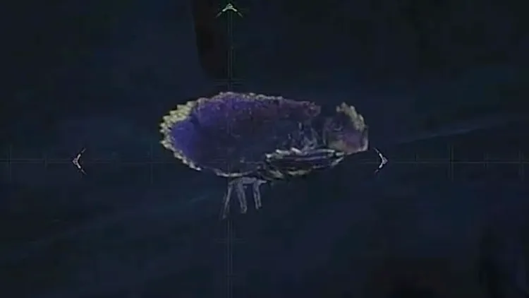 モンハンワイルズ_ヌマサカズキガニ