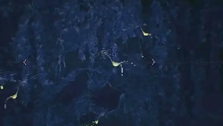 モンハンワイルズ_ハナヒラムシ