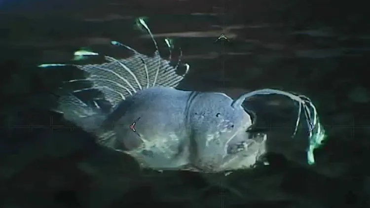 モンハンワイルズ_マタタキウオ