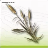 エンドフィールド_灰麦_アイコン