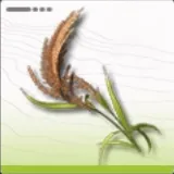 金石稲_アイコン