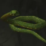 メタルギアソリッドデルタ_ミドリニシキヘビ_アイコン