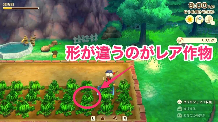 牧場物語_レア作物_見た目