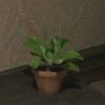 メタルギアデルタ_オオバコモドキ_アイコン