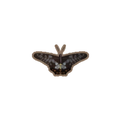 ディンカム_アゲハチョウ_アイコン