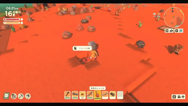 ディンカム_植え方_木の種1