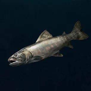 ビーストオブリンカネーション_魚の肉_アイコン