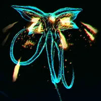 メトロイドプライム4_リーピングスピッター_アイコン