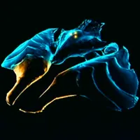 メトロイドプライム4_スピン・ダートウィング_アイコン