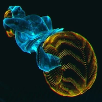 メトロイドプライム4_ヴァイオラ_アイコン