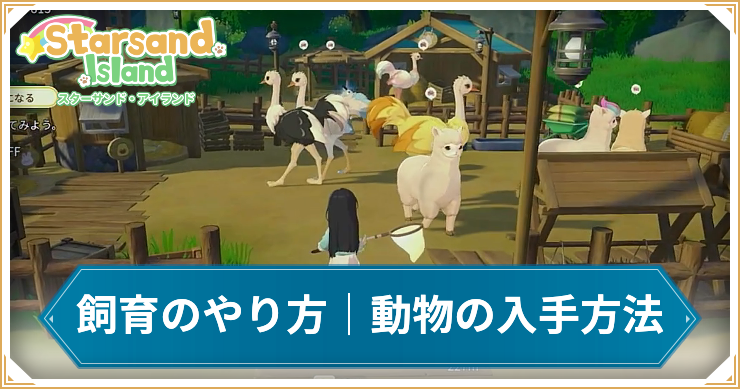 スターサンドアイランド_飼育のやり方_アイキャッチ