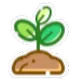 スターサンドアイランド_栽培