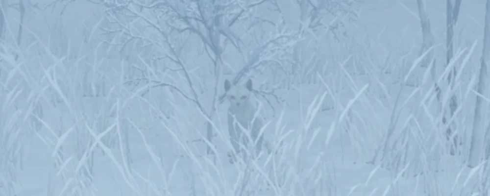 草むらに隠れている_キティを探して_ダフネ