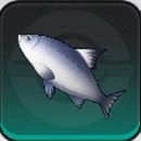NTE_魚緑