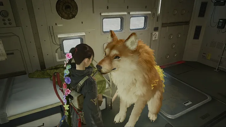 リンカーネーション_茶柴犬クゥ
