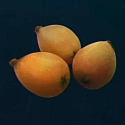 リンカーネーション_ビワ_アイコン