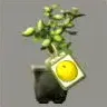 ほの暮しの庭_ナシの苗木
