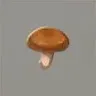 ほの暮しの庭_シイタケ