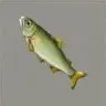 ほの暮しの庭_アユ
