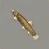 ほの暮しの庭_ホトケドジョウ
