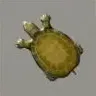 ほの暮しの庭_イシガメ