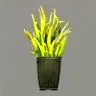 ほの暮しの庭_牧草の親株