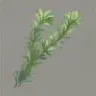 ほの暮しの庭_水草
