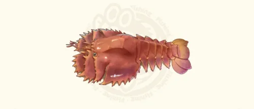 ウチワエビ
