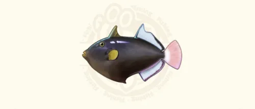クロモンガラ