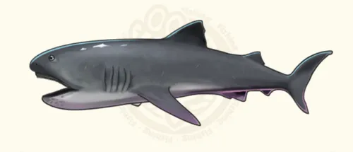 メガマウス