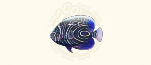 ウズマキヤッコ