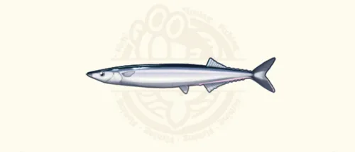 サンマ