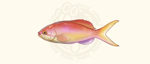 アカネハナゴイ