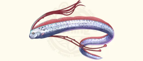 リュウグウノツカイ