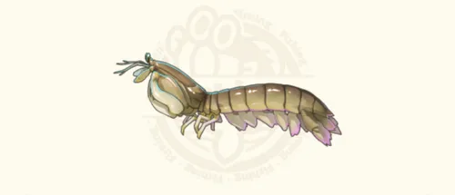 シャコ