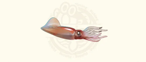 ホタルイカ